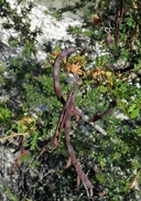 Vachellia rigidula