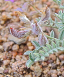 Astragalus andersonii