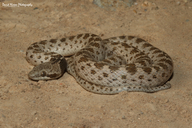 Chihuahuan Night Snake