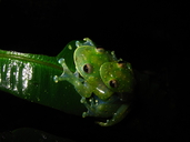 Fringe-limbed Glass Frog