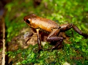 Geminise Dart Frog