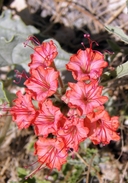 Scarlet Muskflower