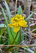 Ranunculus glaberrimus var. ellipticus