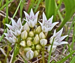 Allium tolmiei