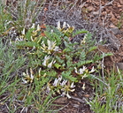 Astragalus lentiginosus var. chartaceus