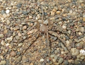 Lut Long-tailed Ground Spider