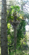 Trachycarpus fortunei