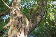 Ficus craterostoma