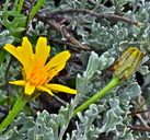 Crepis modocensis ssp. modocensis