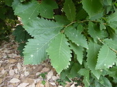 Algerian Oak
