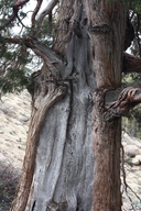 Juniperus grandis