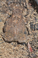 Flat-backed Toad