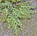 Crepis occidentalis ssp. costata