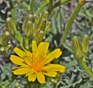 Crepis occidentalis ssp. costata