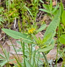 Helianthella uniflora