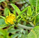 Helianthella uniflora