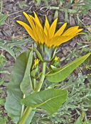 Wyethia amplexicaulis