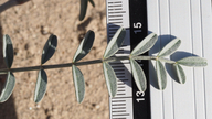 Astragalus aridus