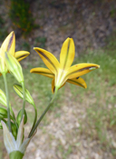 Triteleia ixioides ssp. ixioides