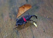 Red-striped Weevil