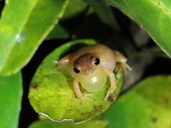 Lesser Treefrog