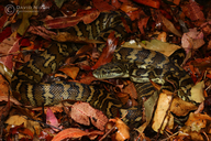 Coastal Carpet Python