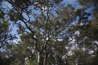 Podocarpus falcatus