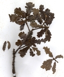 Quercus x jolonensis