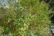 Aloysia triphylla