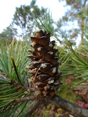 Pinus morrisonicola