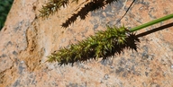 Carex stipata var. stipata