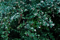 Cotoneaster pannosus