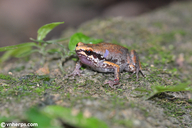 Black-spotted Paddy Frog