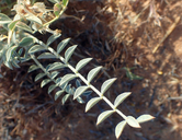 Astragalus amphioxys
