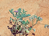 Astragalus subulonum