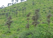 Euphorbia kibuyensis