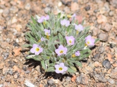 Nama aretioides var. californica