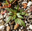 Montia parvifolia