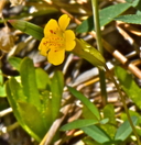 Erythranthe linearifolia