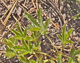 Potentilla gracilis var. gracilis