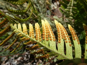 Pleopeltis guttata