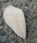 Salix delnortensis