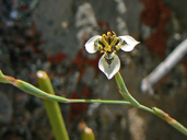 Moraea unguiculata
