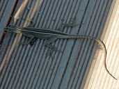 Broadley's Flat Lizard