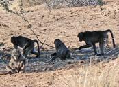 Gray-footed Chacma Baboon