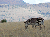 Equus zebra zebra