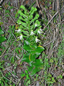 Green Wood Orchid