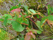 Protea amplexicaulis