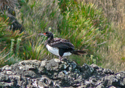 Rock Cormorant