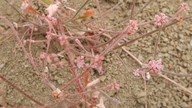 Eriogonum truncatum